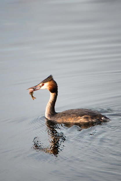 Somormujo lavanco comiendo un pez en el humedal Haff Reimech en Luxemburgo, Podiceps cristatus