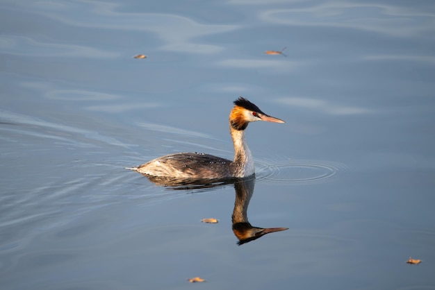 Somormujo lavanco comiendo un pez en el humedal Haff Reimech en Luxemburgo, Podiceps cristatus