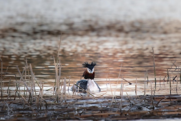 somormujo lavanco macho nadando en un lago