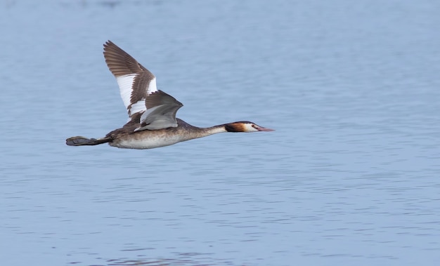 Somormujo lavanco Podiceps cristatus Un pájaro vuela bajo sobre el río