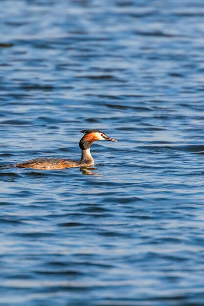 Somormujo lavanco sobre agua Podiceps cristatus