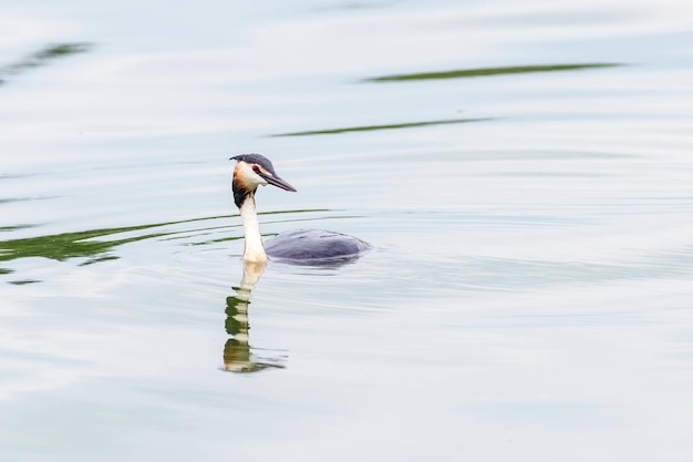 Somormujo sobre el agua (Podiceps cristatus)