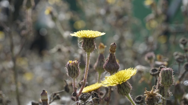 Sonchus asper também conhecido como cardo de leite espinhoso etc.