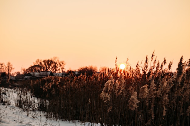 Sonne bei Sonnenuntergang über dem Schilf