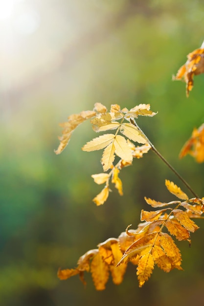 Sonne beleuchtete gelbe Blätter im Herbst