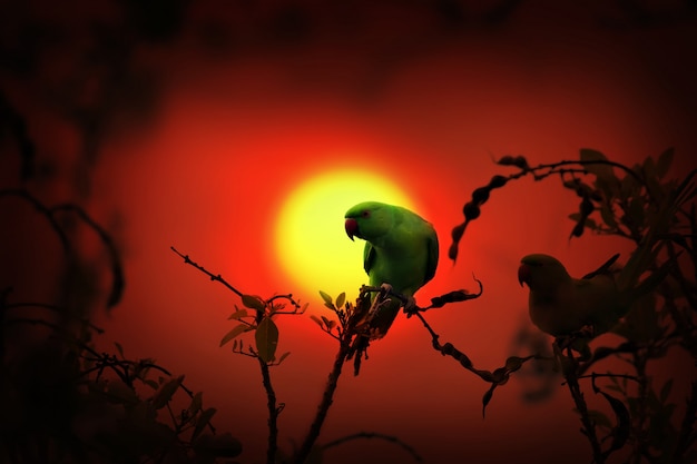 Sonne conure auf Ast