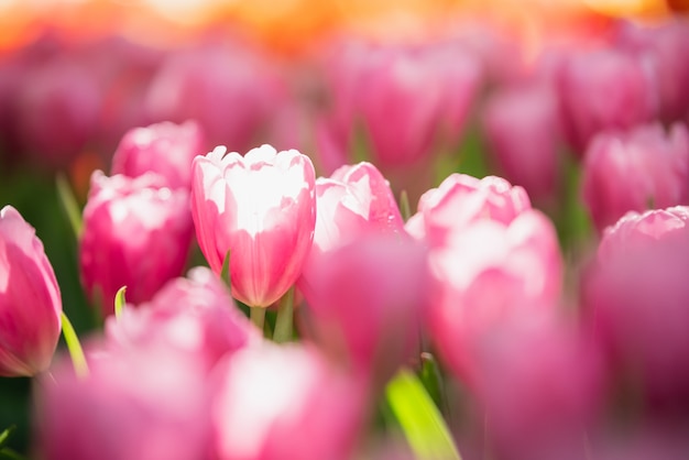 Sonne der Tulpen im Frühjahr im Garten