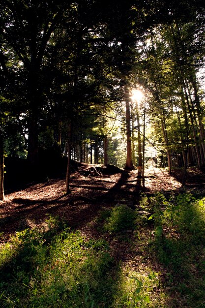 Sonne, die durch den Wald filtert