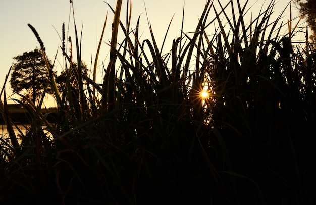 Sonne im Gras