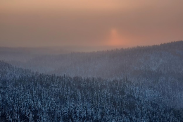 Sonne in einem schneebedeckten, frostigen Nebel über einem Nadelwald