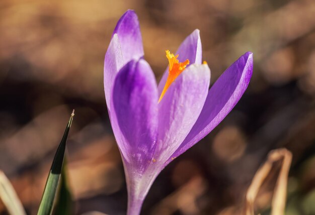 Sonne scheint auf wilde violette und gelbe Iris (Crocus heuffelianus discolor) Blume, die im Frühjahr trockenes Gras wächst, Makrodetail in der Nähe