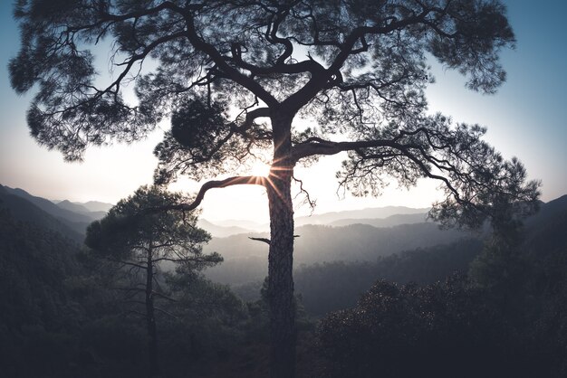 Sonne scheint durch die Kiefer. Troodos-Gebirge, Zypern