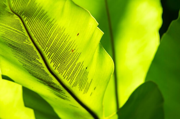 Sonne scheint durch grünes Blatt.