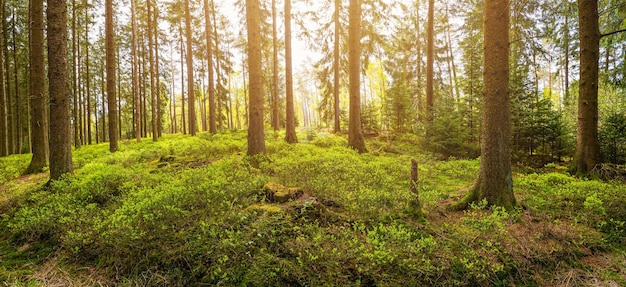 Sonne scheint im Wald