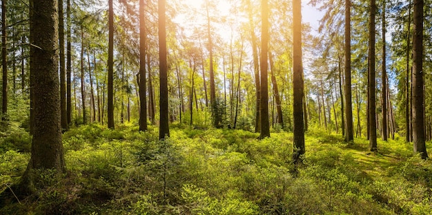 Sonne scheint im Wald