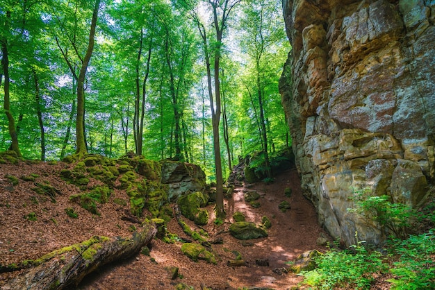 Sonne scheint im Wald