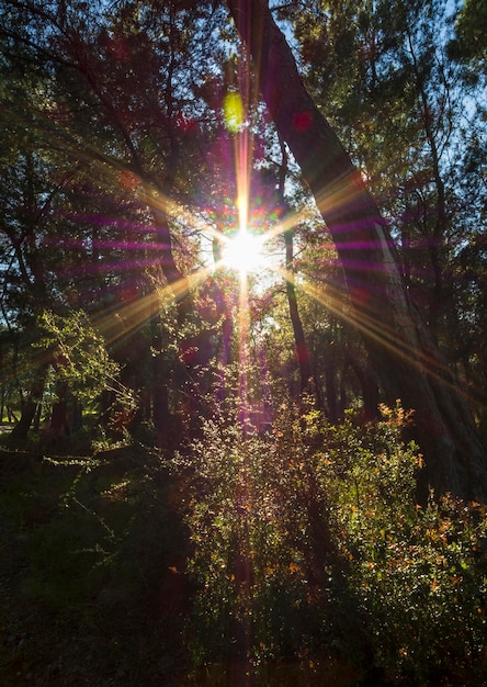 Foto sonne strahlen der untergehenden sonne durch die zweige der bäume im wald