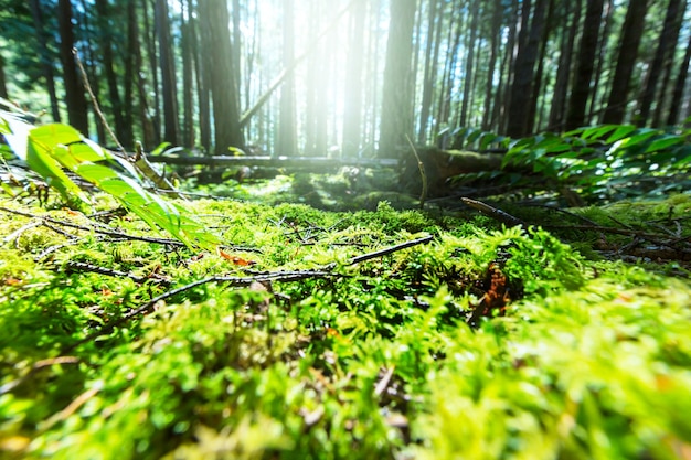Sonne strahlt an klaren Tagen im grünen Wald