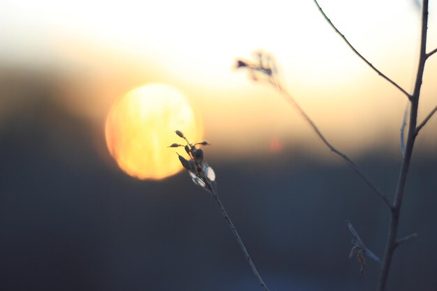 Foto sonne und zweige