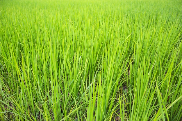 Sonnenaufgang am Morgen Grüne junge Reispflanzen wachsen im Reisfeld mit Regenwasser Landwirtschaftliches Lifestyle-Konzept von Thailand