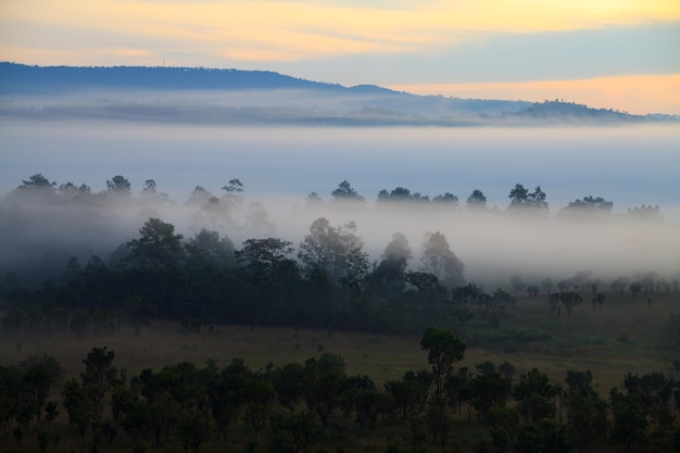 Sonnenaufgang am nebligen Morgen im Nationalpark Thung Salang Luang PhetchabunTung Slang Luang