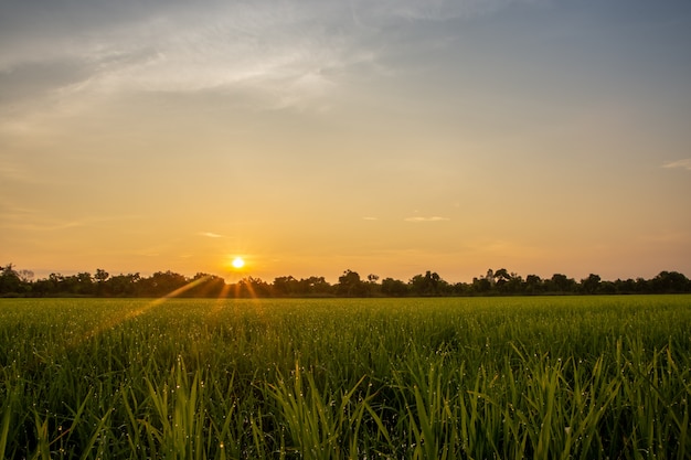 Sonnenaufgang auf dem Reisgebiet