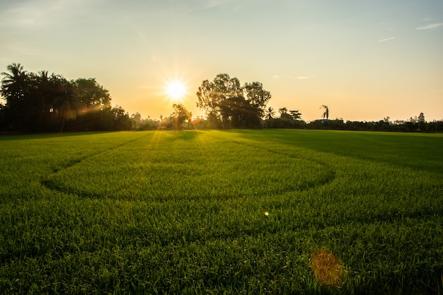 Sonnenaufgang auf dem Reisgebiet