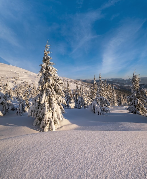 Sonnenaufgang, Bergskifahren, Freeride-Hänge und Tannenhaine in der Nähe des Alpenresorts