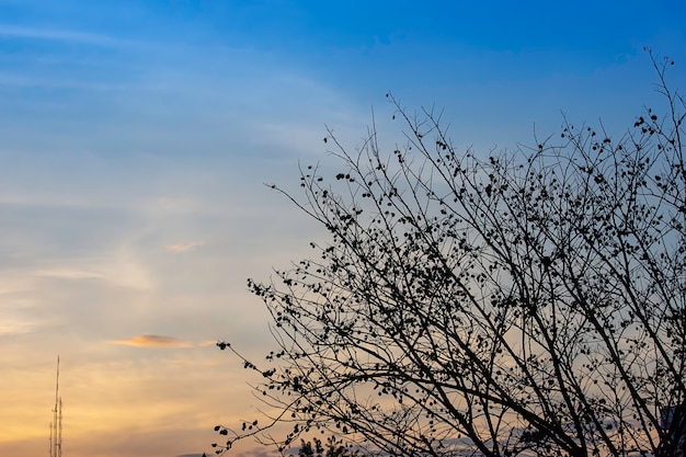 Sonnenaufgang das Morgenlicht durch die Wolken und Bäume.