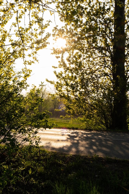 Sonnenaufgang durch den Morgennebel im Kiefernwald am Ende des Sommers Sonnenstrahlen im dunklen Wald Tiefer Waldbaum Grünes Gras Natürlich