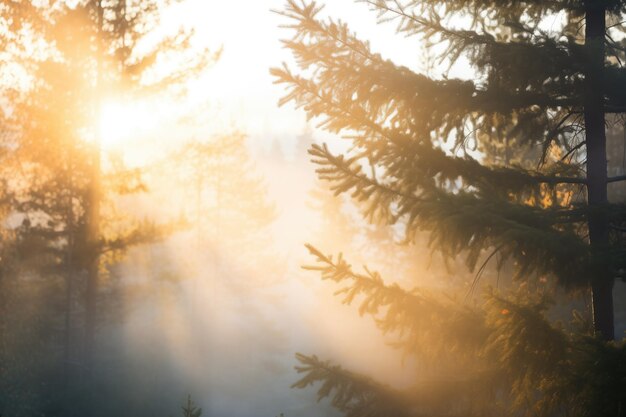 Foto sonnenaufgang durch dichte kiefern lichtstrahlen durchdringen den nebel