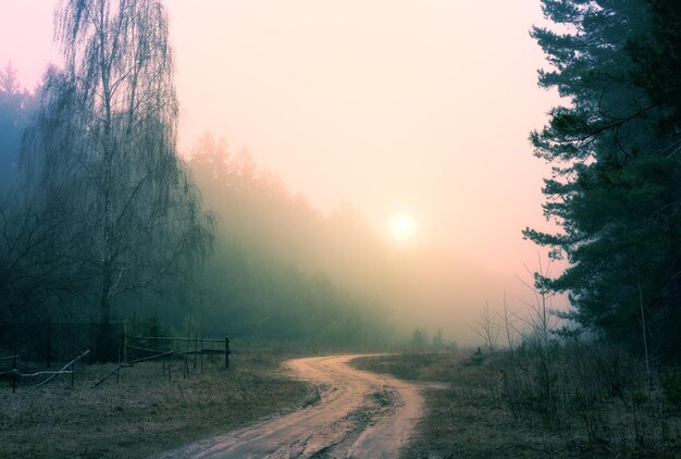 Sonnenaufgang im nebligen Wald