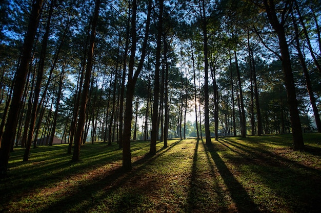 Sonnenaufgang im Wald