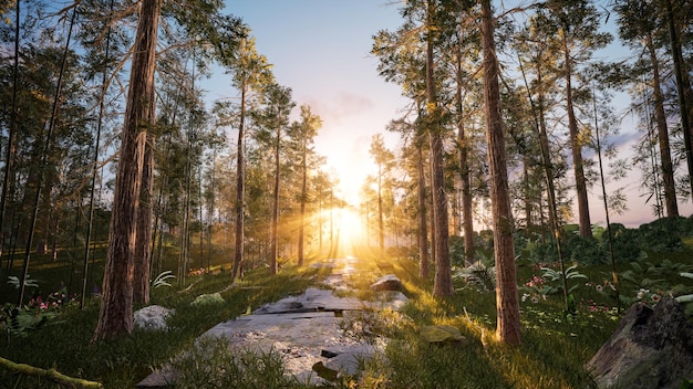 Sonnenaufgang im Waldweg mit schönem Sonnenstrahl