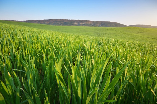 Sonnenaufgang in der grünen Wiese Naturzusammensetzung