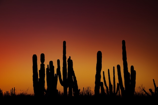 Sonnenaufgang in der mexikanischen Wüste in der Nähe von Loreto Baja California Mexiko