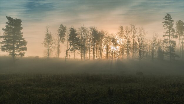 Sonnenaufgang mit Nebel durch Wald mit Sonnenstrahlen Naturhintergrund