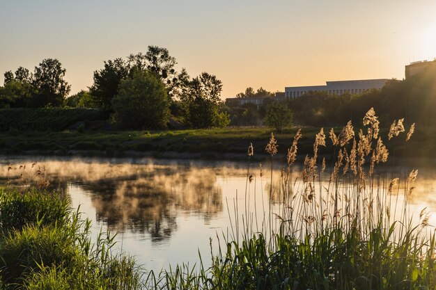 Sonnenaufgang über dem nebligen Flussschilf