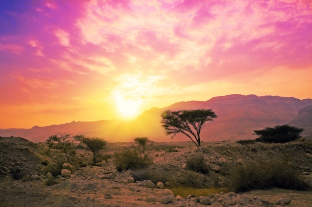 Sonnenaufgang über der Wüste in Israel