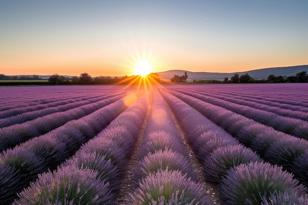 Sonnenaufgang über einem Lavendelfeld mit der Sonne, die über den Horizont blickt, erstellt mit generativer KI