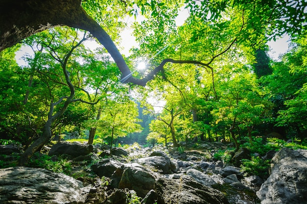 Foto sonnenaufgang und grüner baum im wald