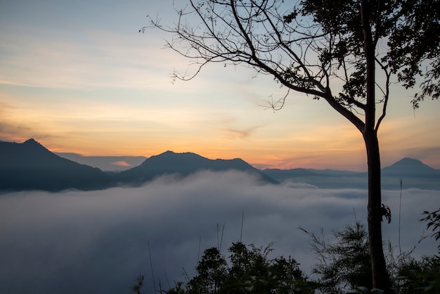 Sonnenaufgangnebel bedeckt Berghintergrund im Landschaftswinter nebligen Landschaftswald