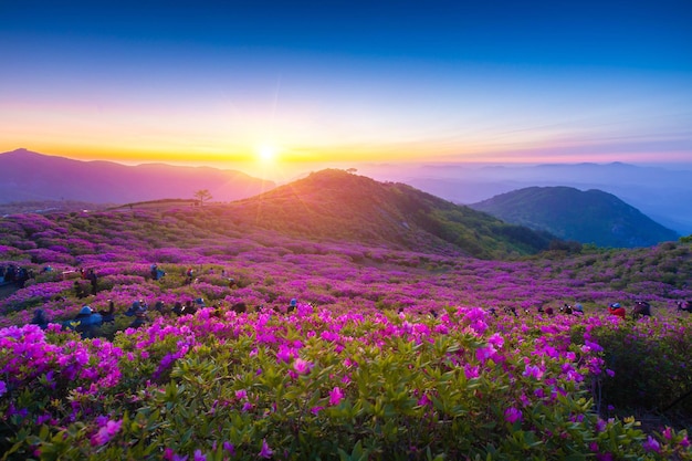 Sonnenaufgangsansicht der königlichen Azaleenblumen am Berg Hwangmaesan in der Nähe von Hapcheongun Südkorea