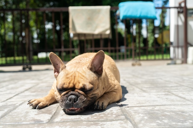 Sonnenbad der französischen Bulldogge auf dem Boden im Garten.