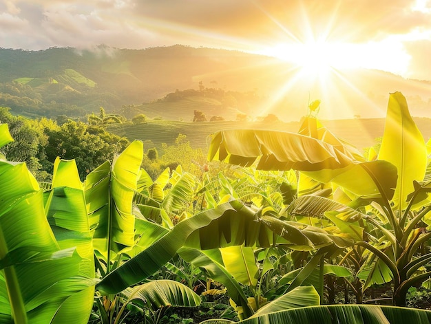 Sonnenbeleuchtete Szene mit Blick auf eine Bananenplantage, helle, farbenreiche, professionelle Naturfoto
