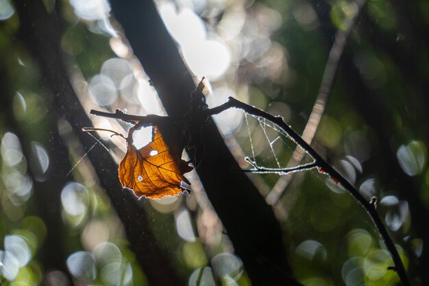 Foto sonnenbeleuchtetes blatt