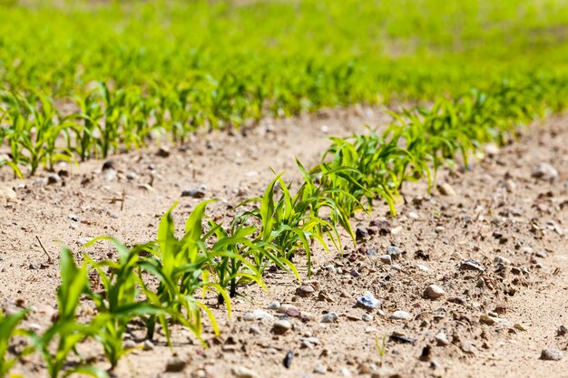 Sonnenbeleuchtetes landwirtschaftliches Feld mit grünem Zuckermais