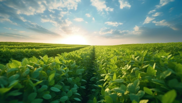 Sonnenbeschienene Sojabohnenfelder reifen im Frühling Genießen Sie die frische und gesunde Ernte mit grüner Landwirtschaft, die von erfahrenen Ai-Generativbauern angebaut wird