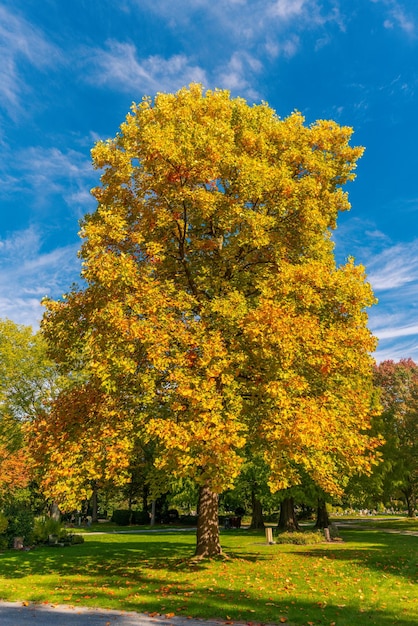 Sonnenbeschienener gelber Herbstbaum in einem Park