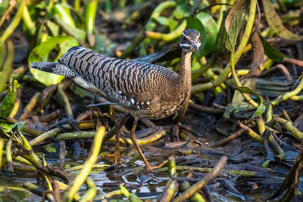 Sonnenbittern in einer Dschungelumgebung Pantanal Brasilien